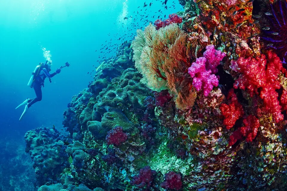 Diving in Ras Mohamed
