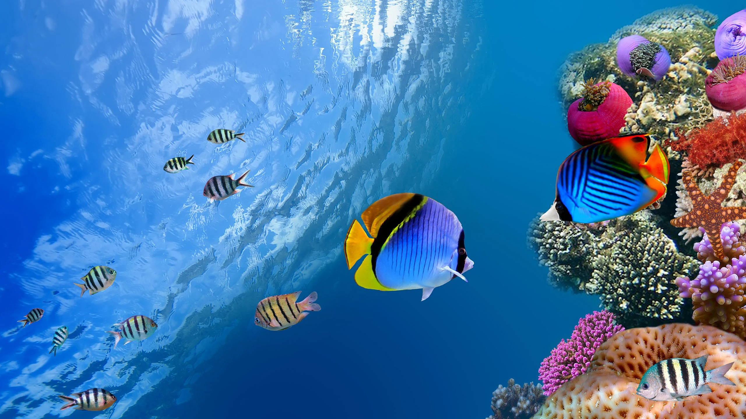 Escapadas de luxo em pacotes de viagem para o Mar Vermelho