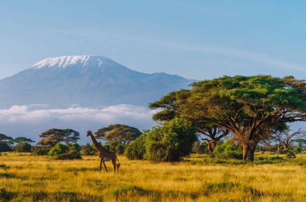 Experience the best of Africa with our African Travel Package