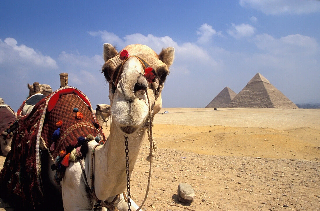 Trips to Egypt take you to the Giza Pyramids
