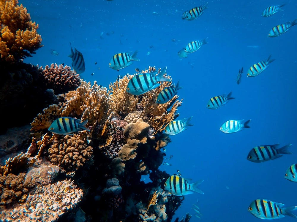 Red Sea