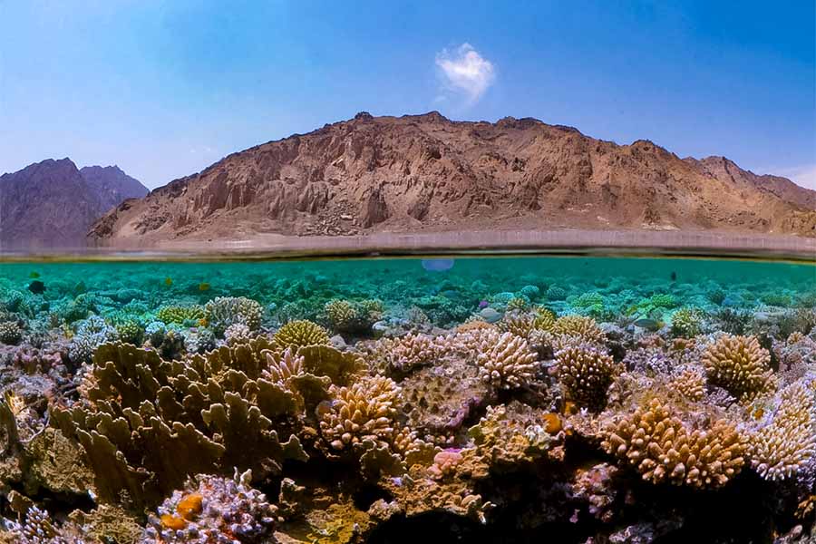 Ras Abu Galum is a gorgeous reserve just north of Dahab.